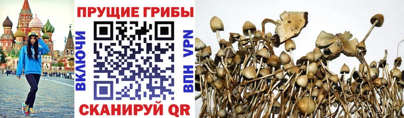 Псилоцибиновые грибы Psilocybe Пикалёво